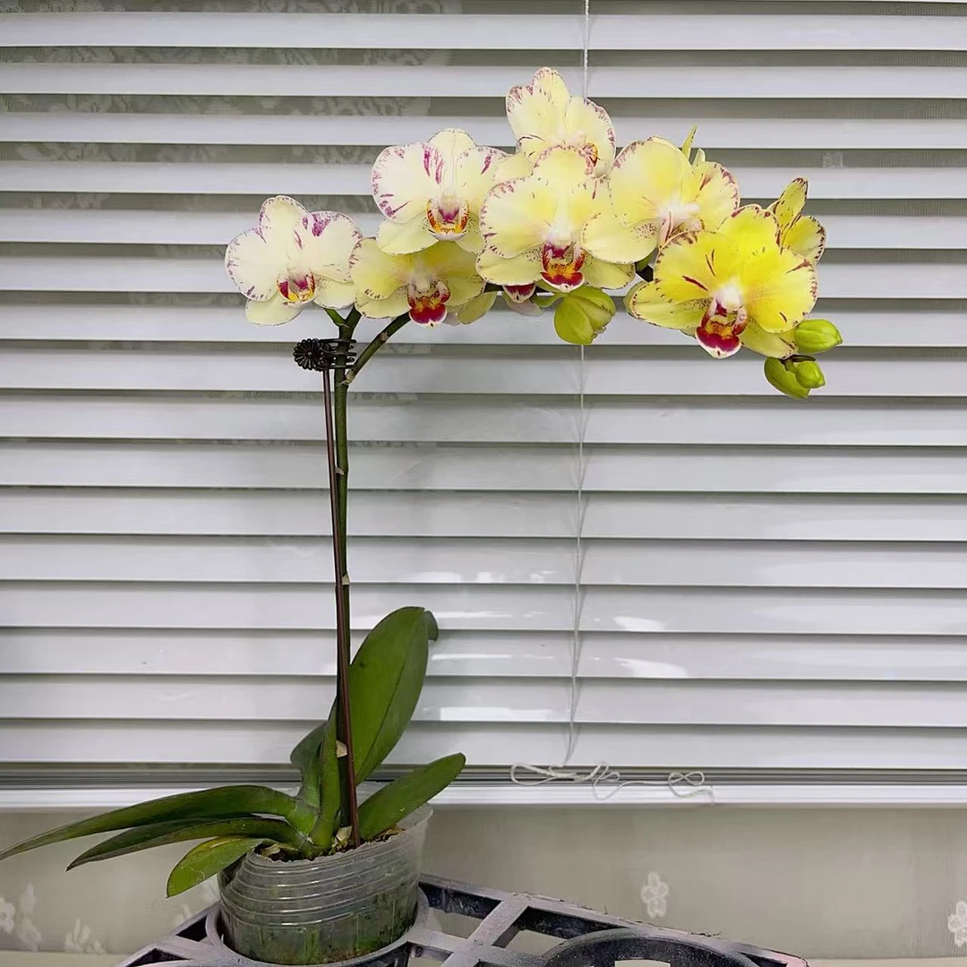 【金凤凰】蝴蝶兰 花色鲜艳 优质苗情   高端花卉 广州源头基地直发