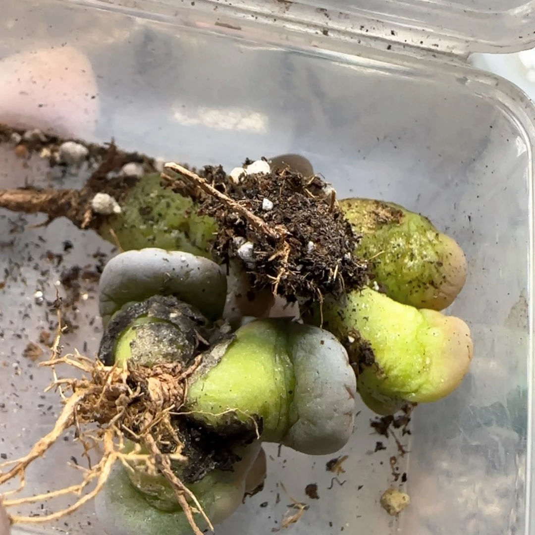 奇***林3.9。188云映*3。5051