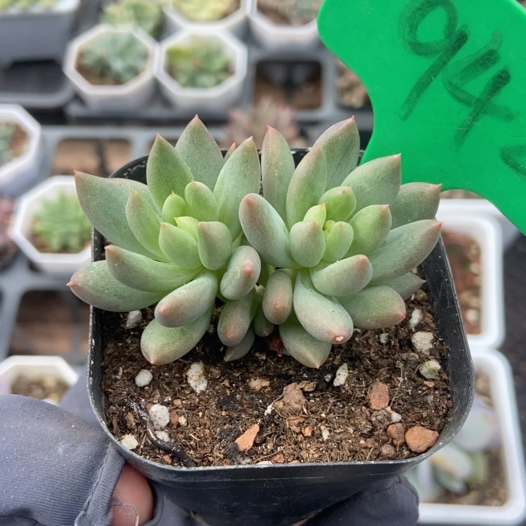 942岩字duopoly多肉植物