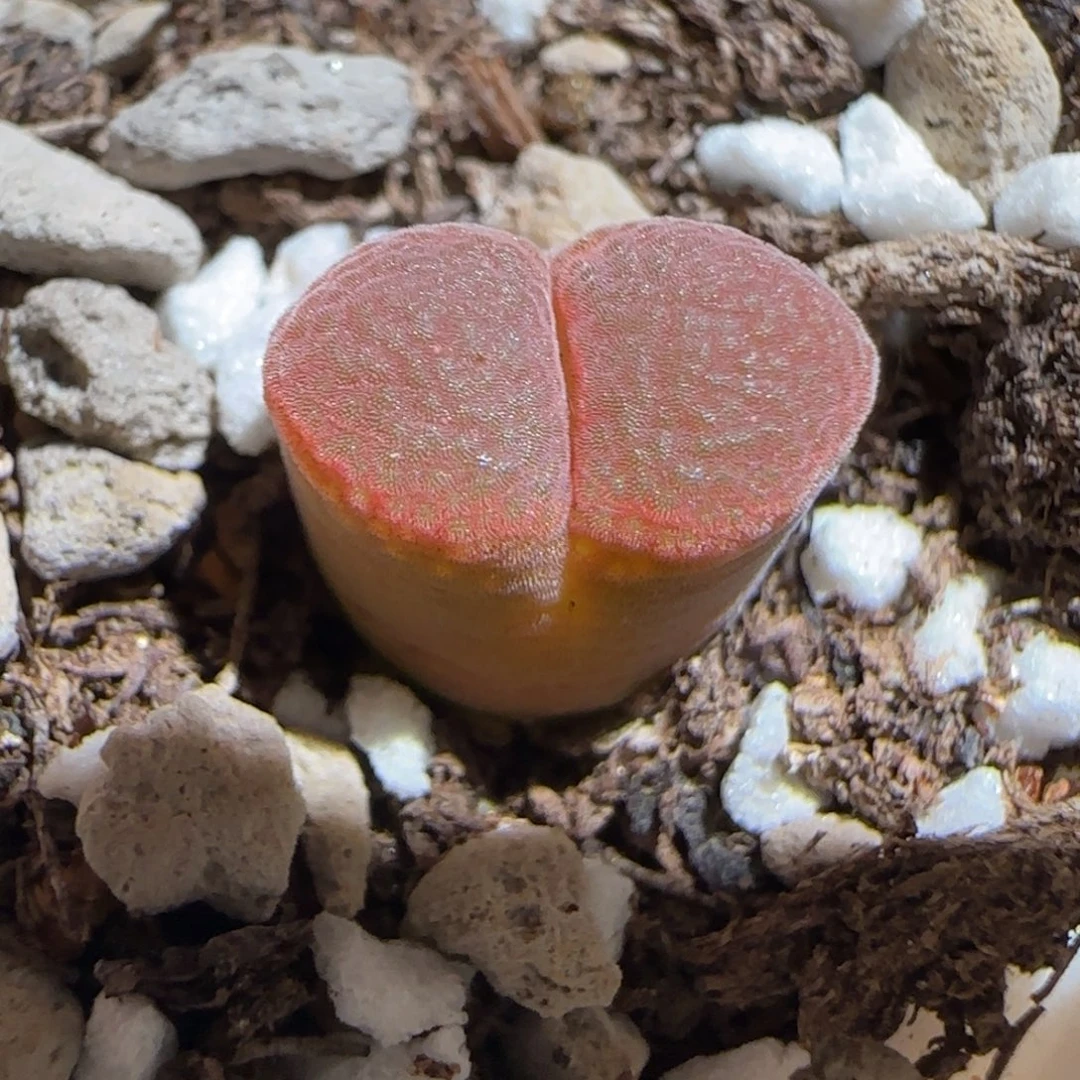 肉锥多肉植物组合-极红矮胖1397