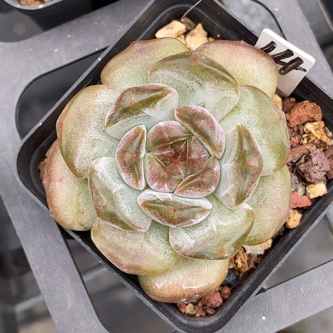 红恋30包邮非偏远