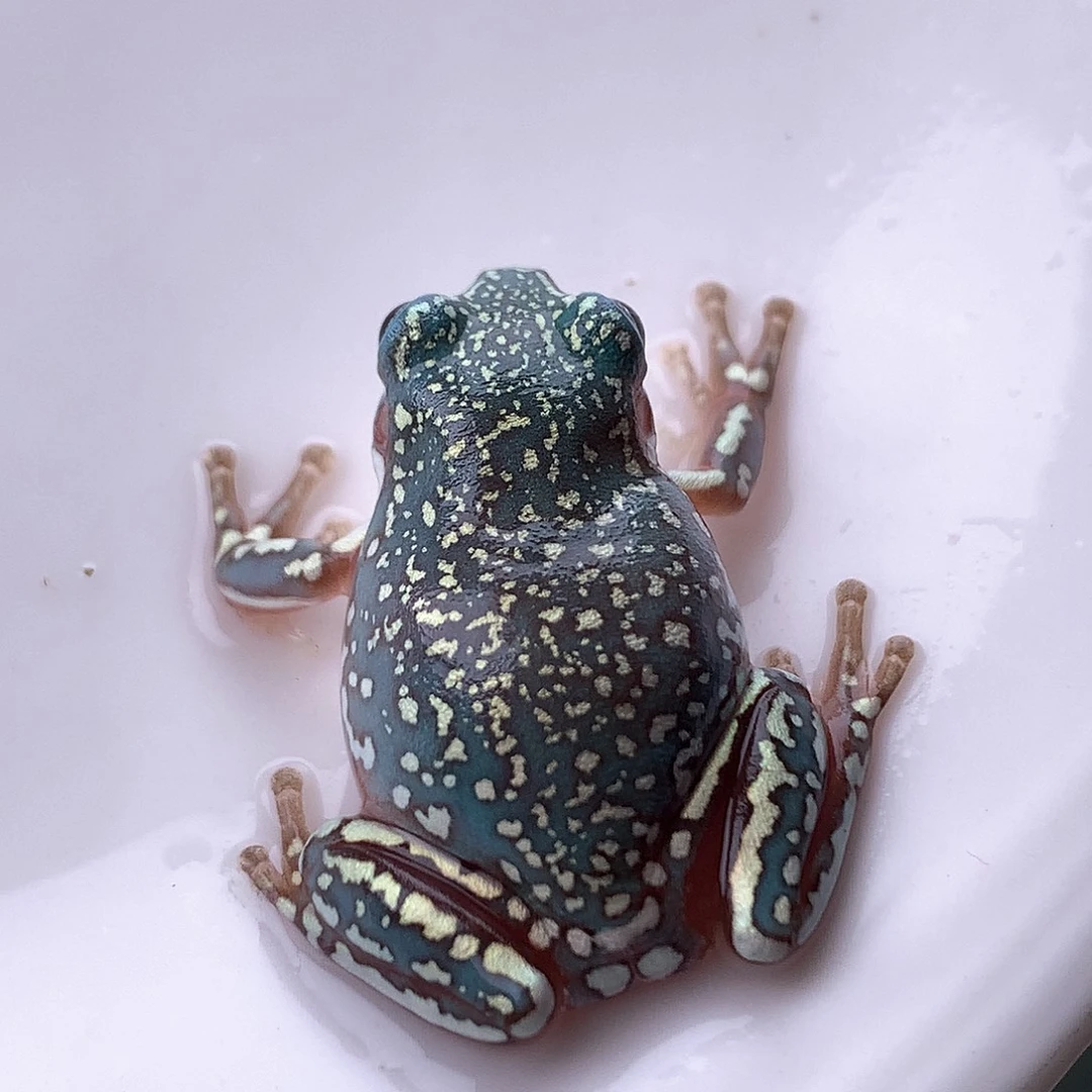 老爷树蛙3号超金顶顶呱，宝石蓝金元宝，大块花腿！颜控必入！