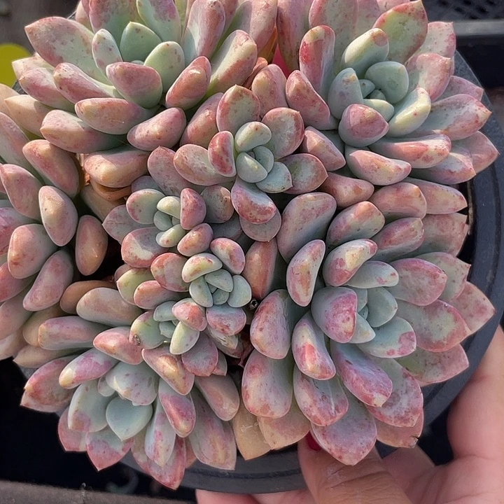 花斑鹿群生多肉植物910