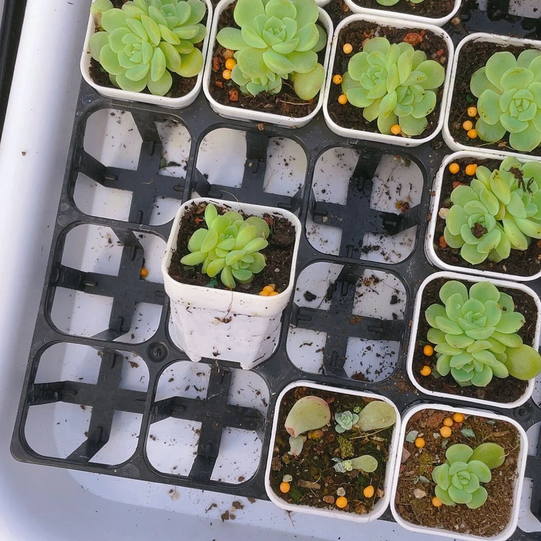 长***无尽灯三头盆一个满25包邮