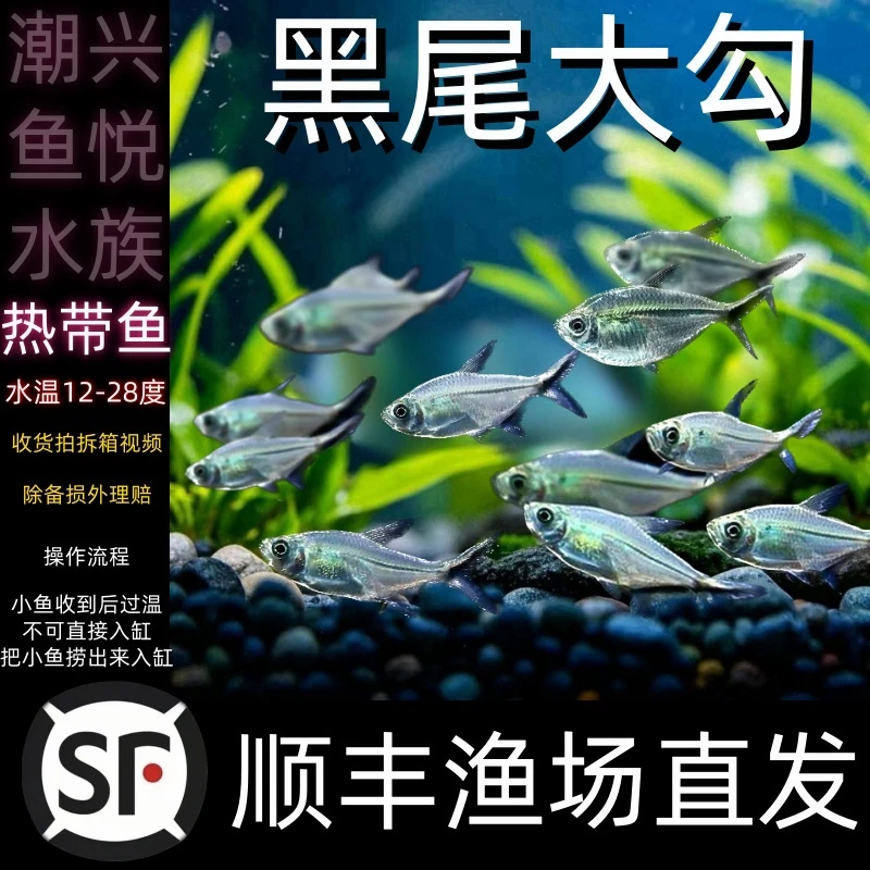 3CM【6条】不包损