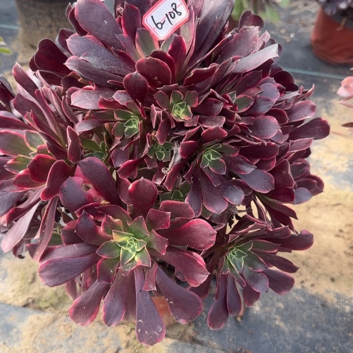 6-108金丝雀多肉不包售后