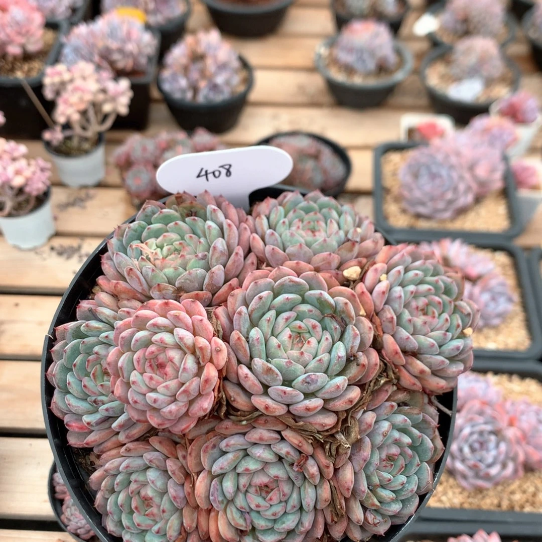 14厘米九头有砍白胖子 408