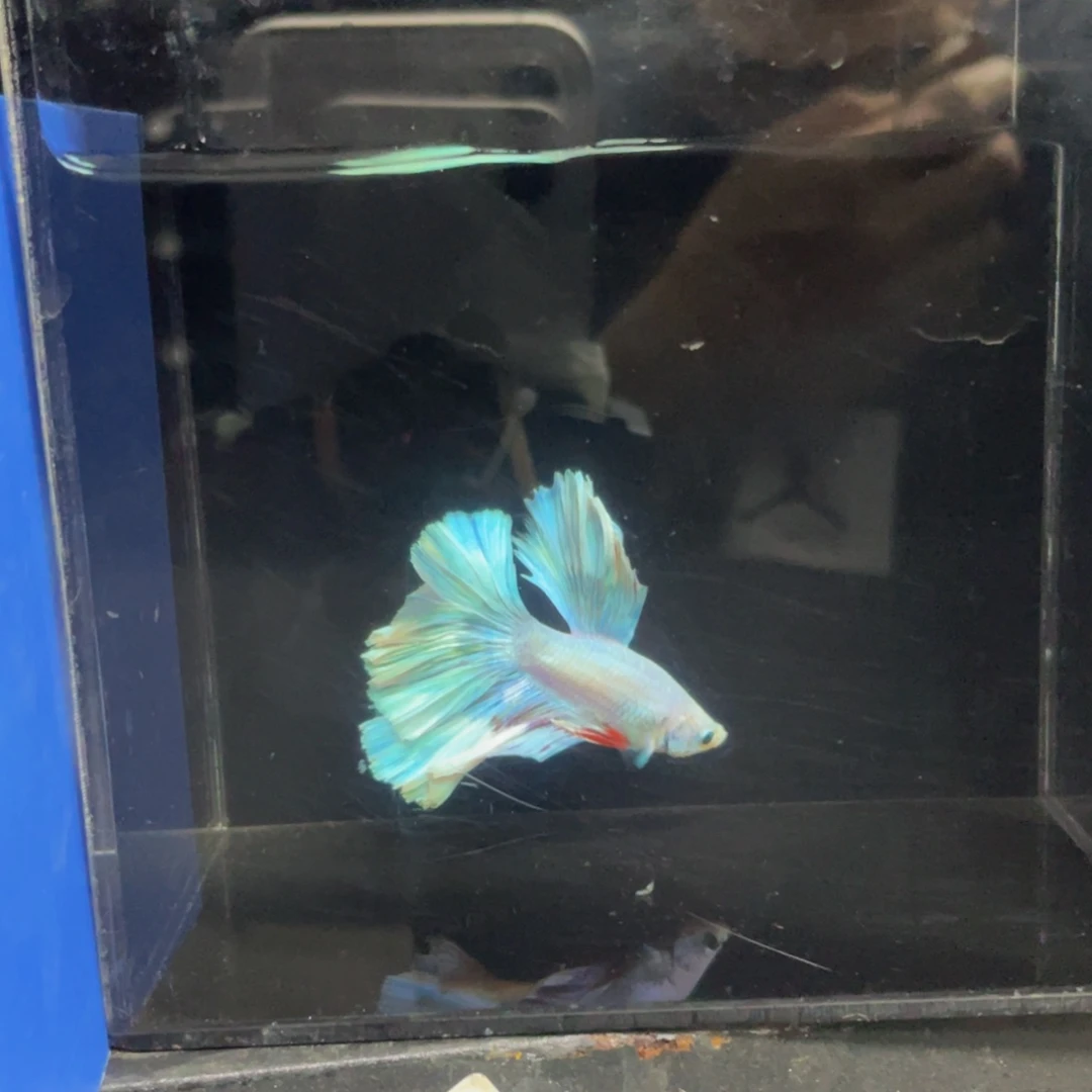 斗鱼哈哈哈啊哈哈哈哈465