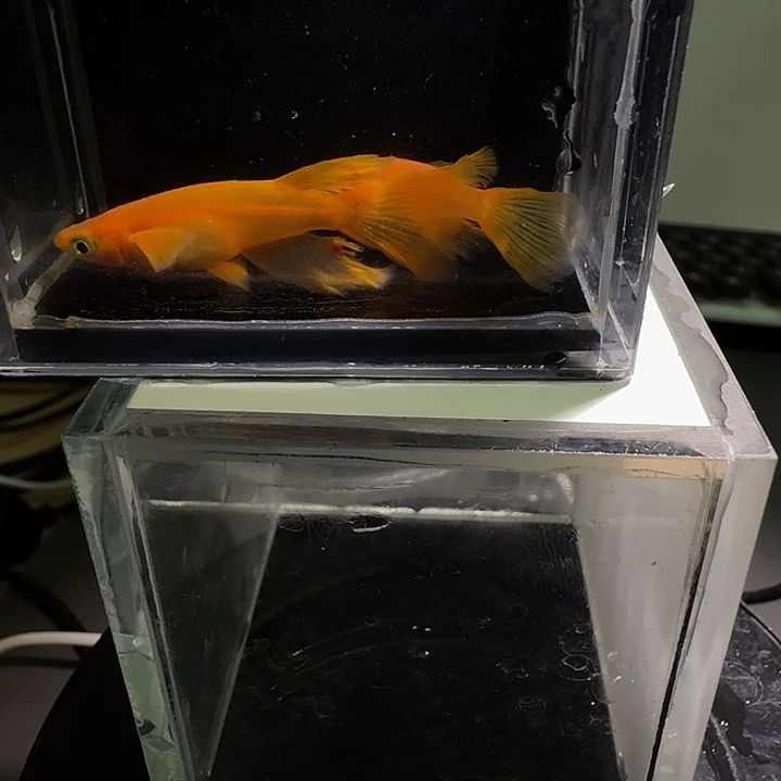 青鳉鱼一物一拍252