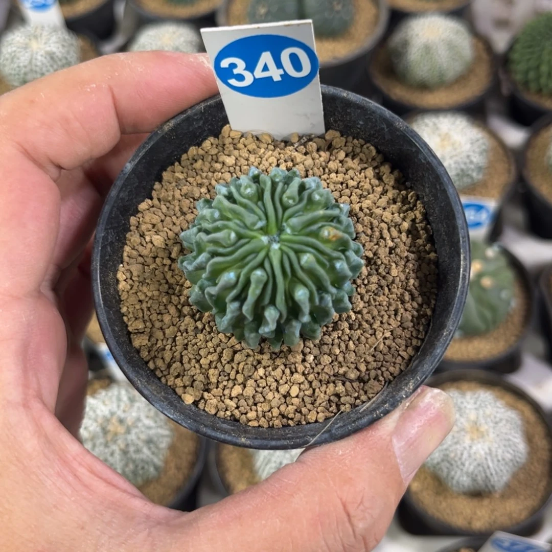 340蝌蚪球带盆带土