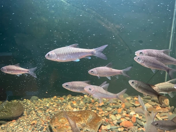 异口蓝吉罗苗原生包邮包活吉罗观赏鱼