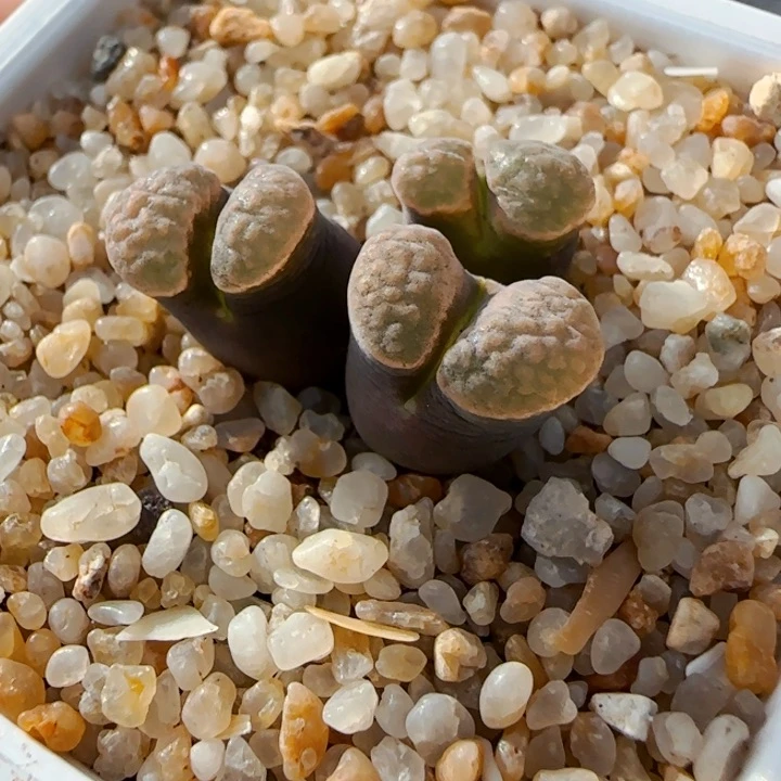 多肉植物磁铁母本1号