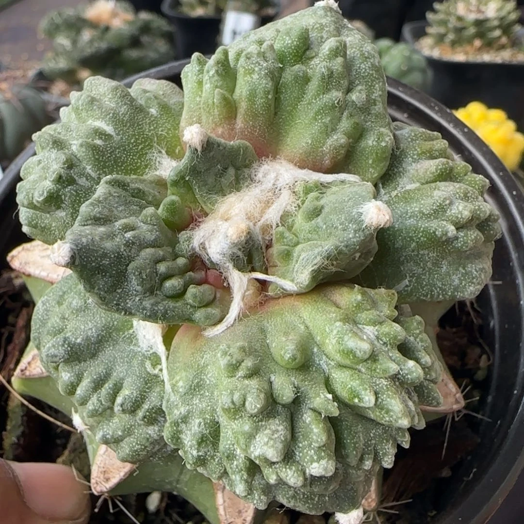 【闪购商品】特选大尤满叶怒798