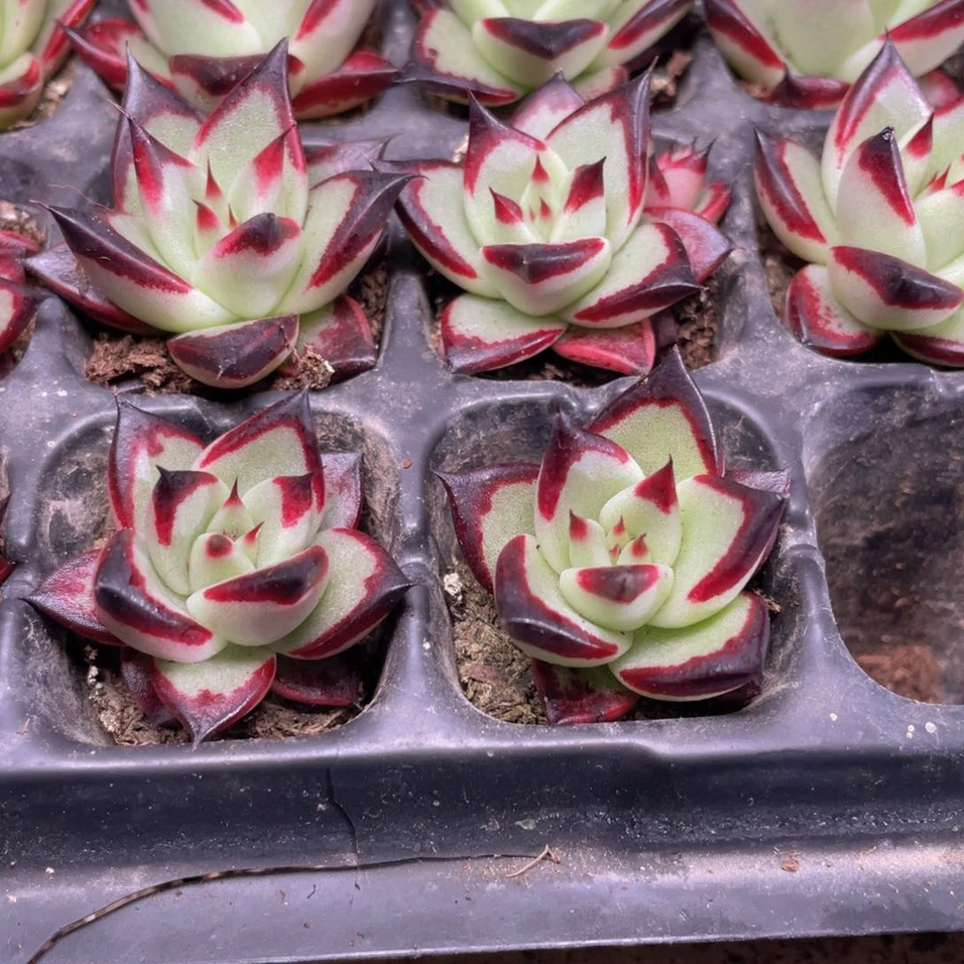 乌木多肉9.9包邮发货