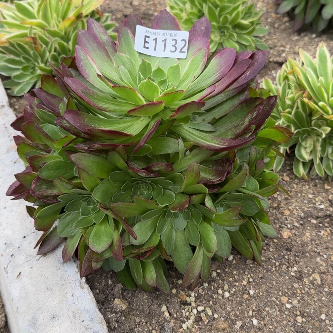 朱****店1132万花筒多肉植物
