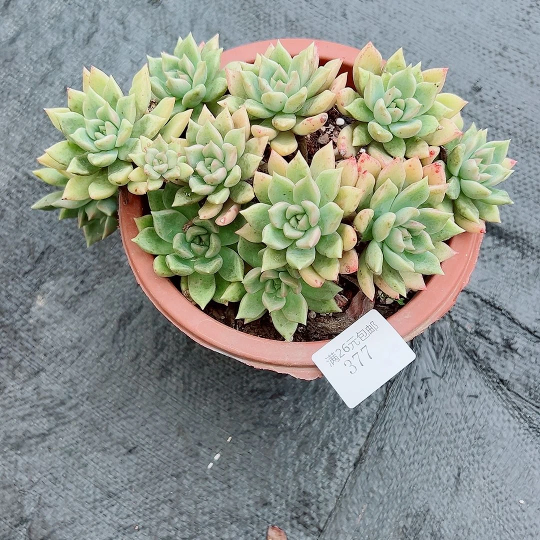 白***起377璀璨多肉植物多肉