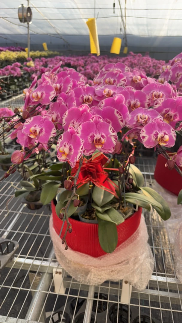 蝴蝶兰 藏宝图 年宵花  基地直发