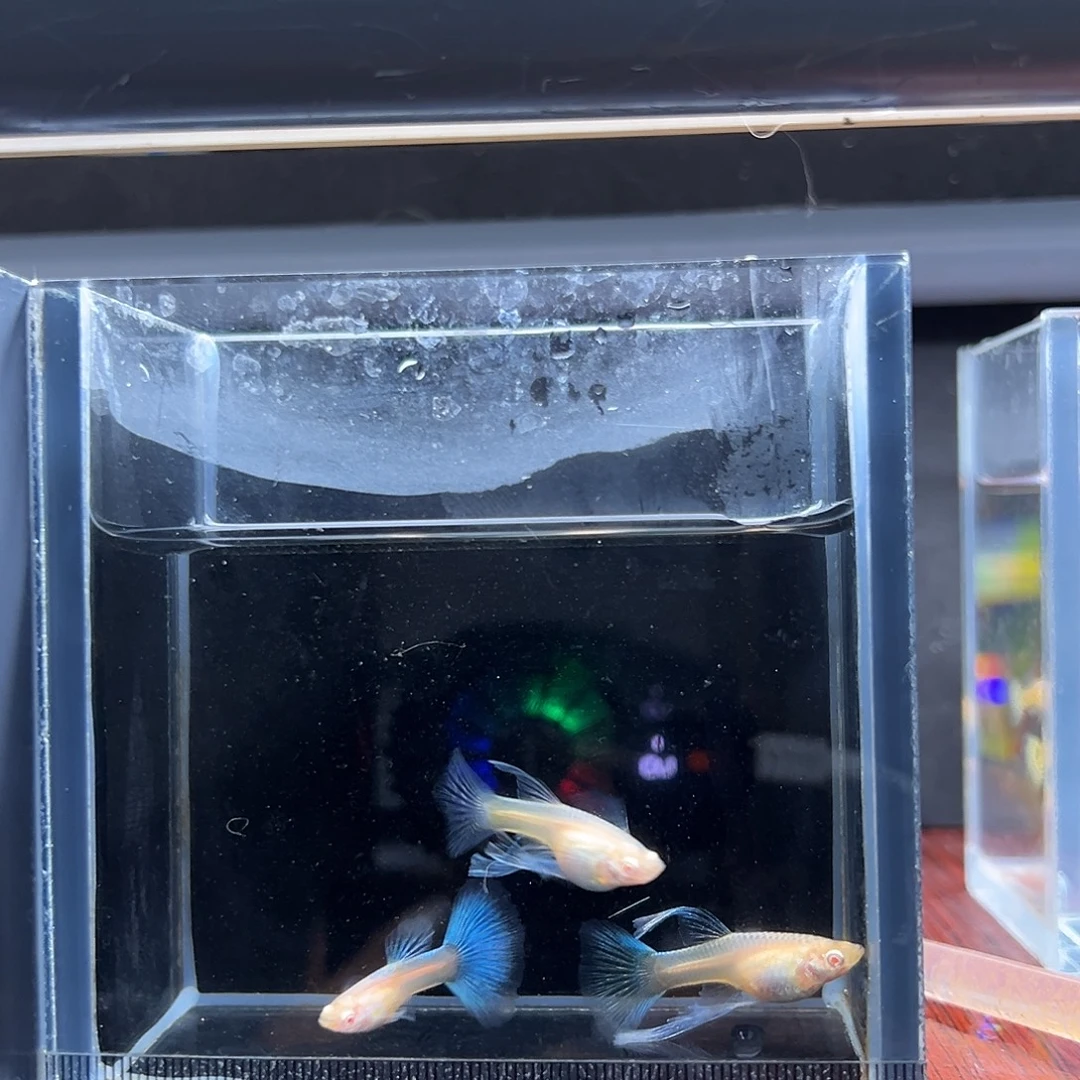 孔雀鱼蓝白绣球大c3条