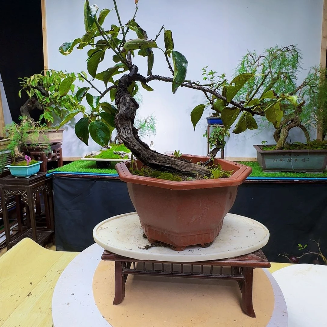 用***7无花朵梅花老桩带盆包邮
