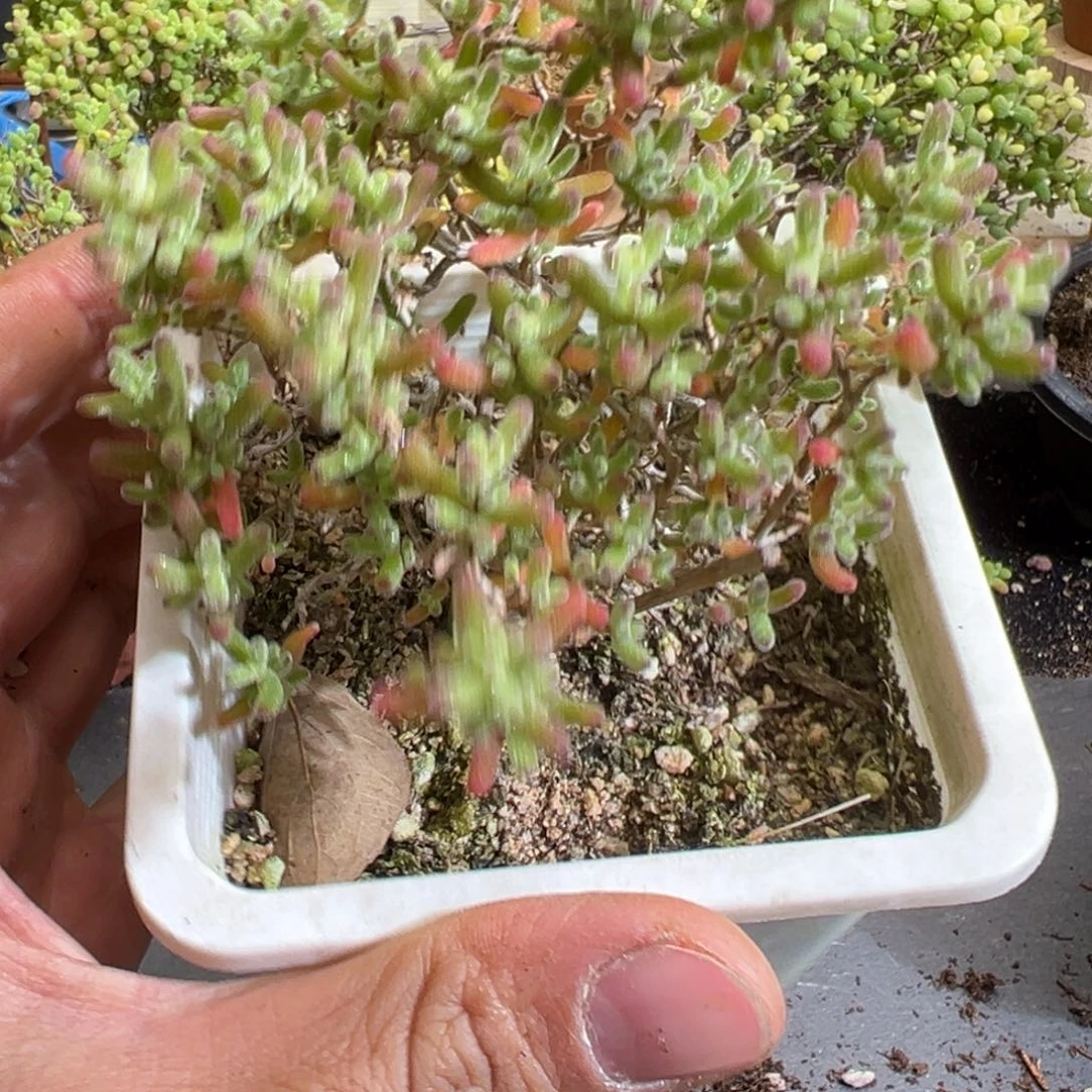 冰糖10白方老桩福利