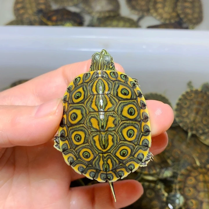 巴西彩龟不分公母4加粗圈大河