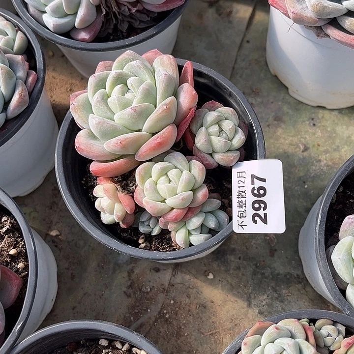 S***d阿雅园艺。       2967