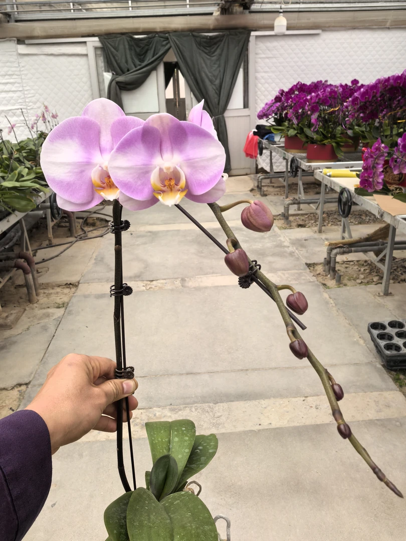 蝴蝶兰明星3.5寸花梗苗1株