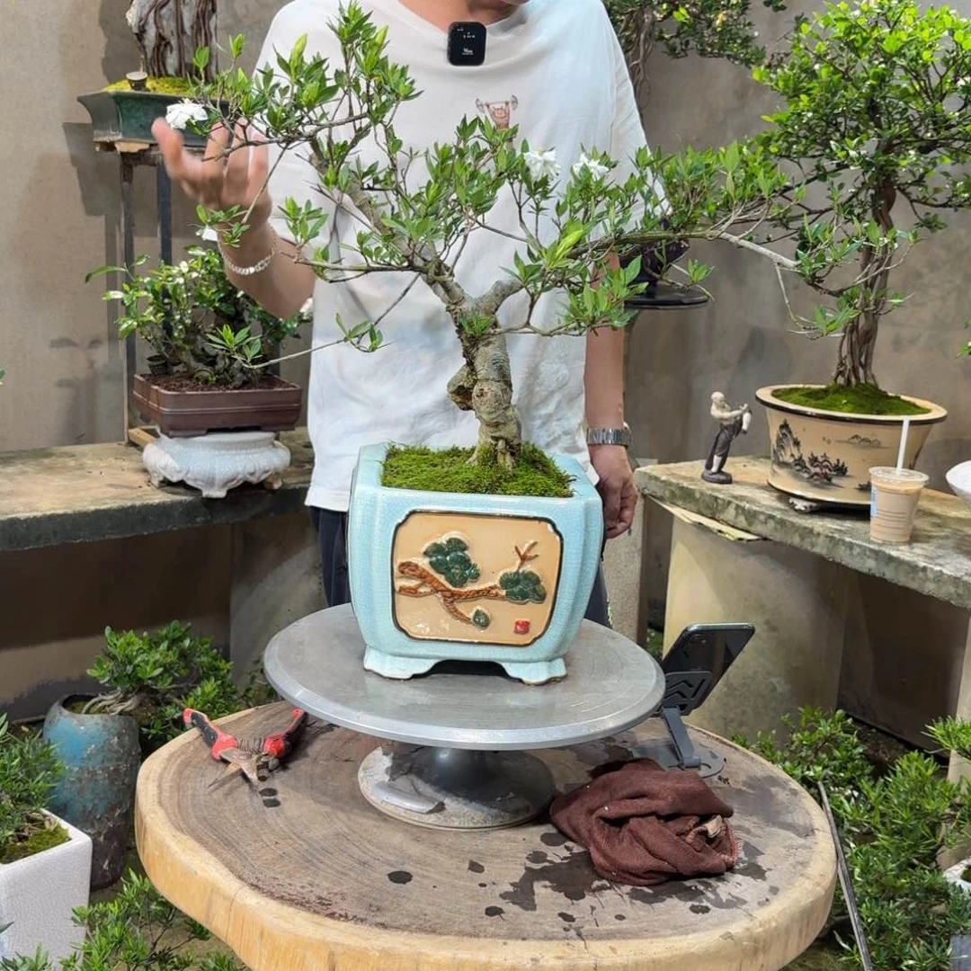 完全开放栀子花开花开富贵