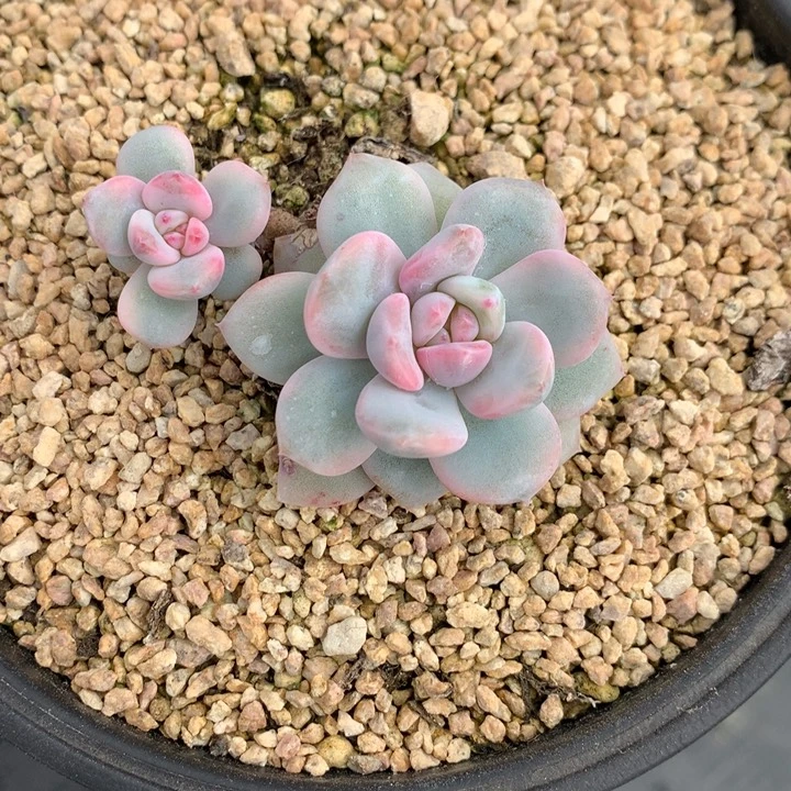 静***儿梦露锦发货多肉星影
