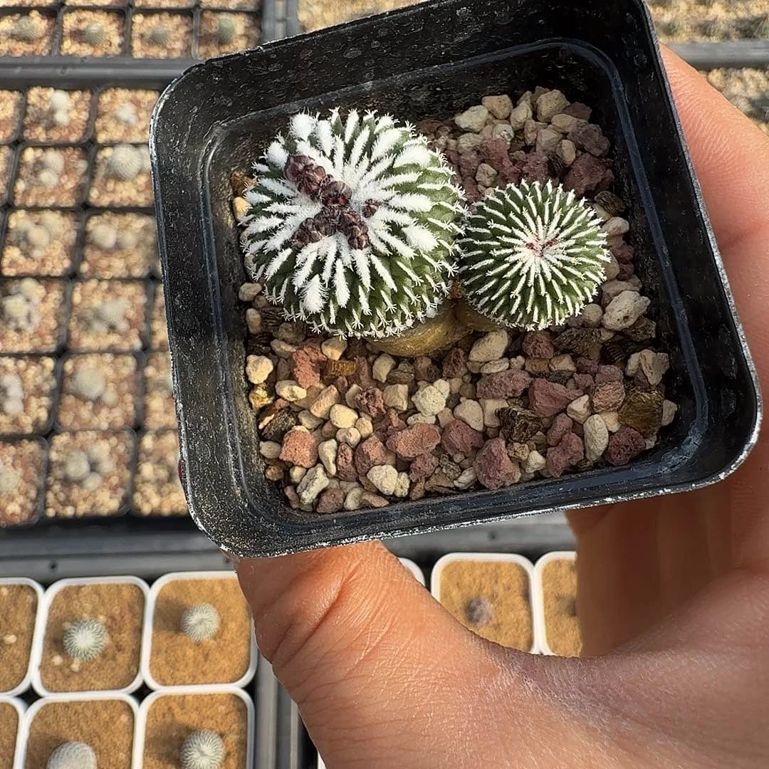！***实生精巧殿刺缀带盆发货