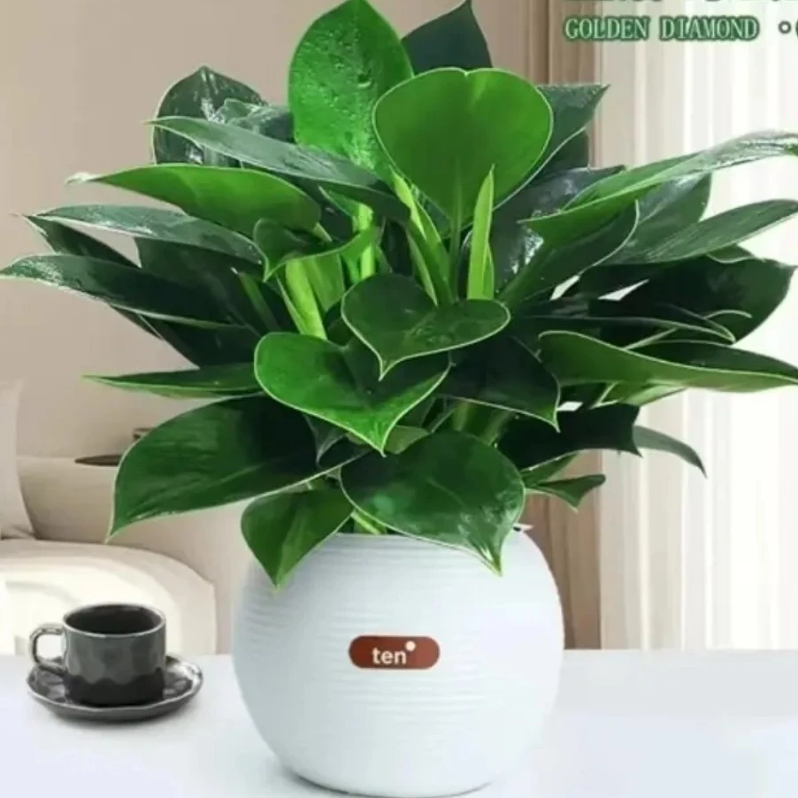 金钻绿公主盆栽送星际盆花卉室内植物好养易活客厅办公室净化空气