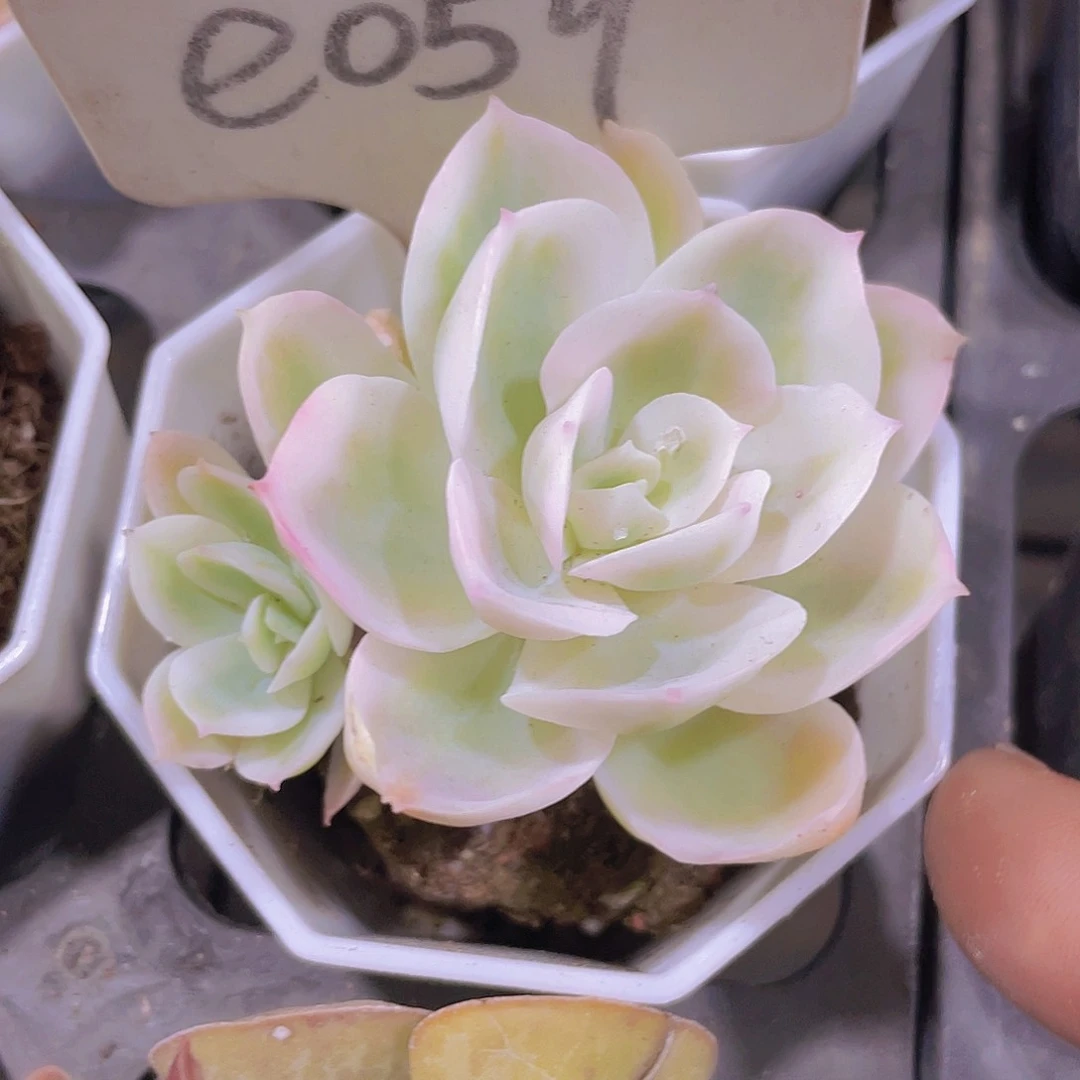 柠檬玫瑰锦e059一物一拍
