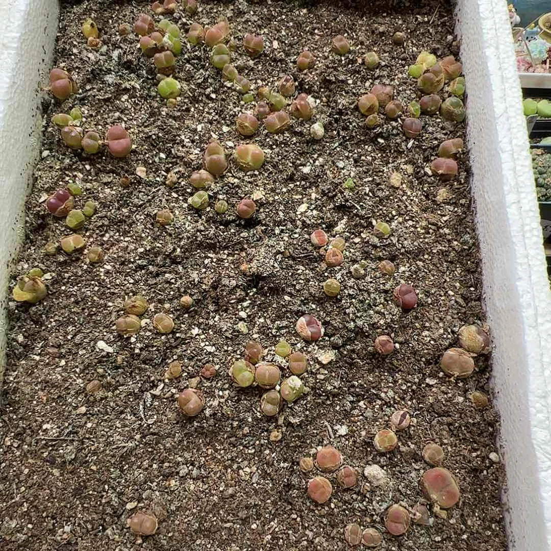 【闪购商品】132 清箱 脱土发货