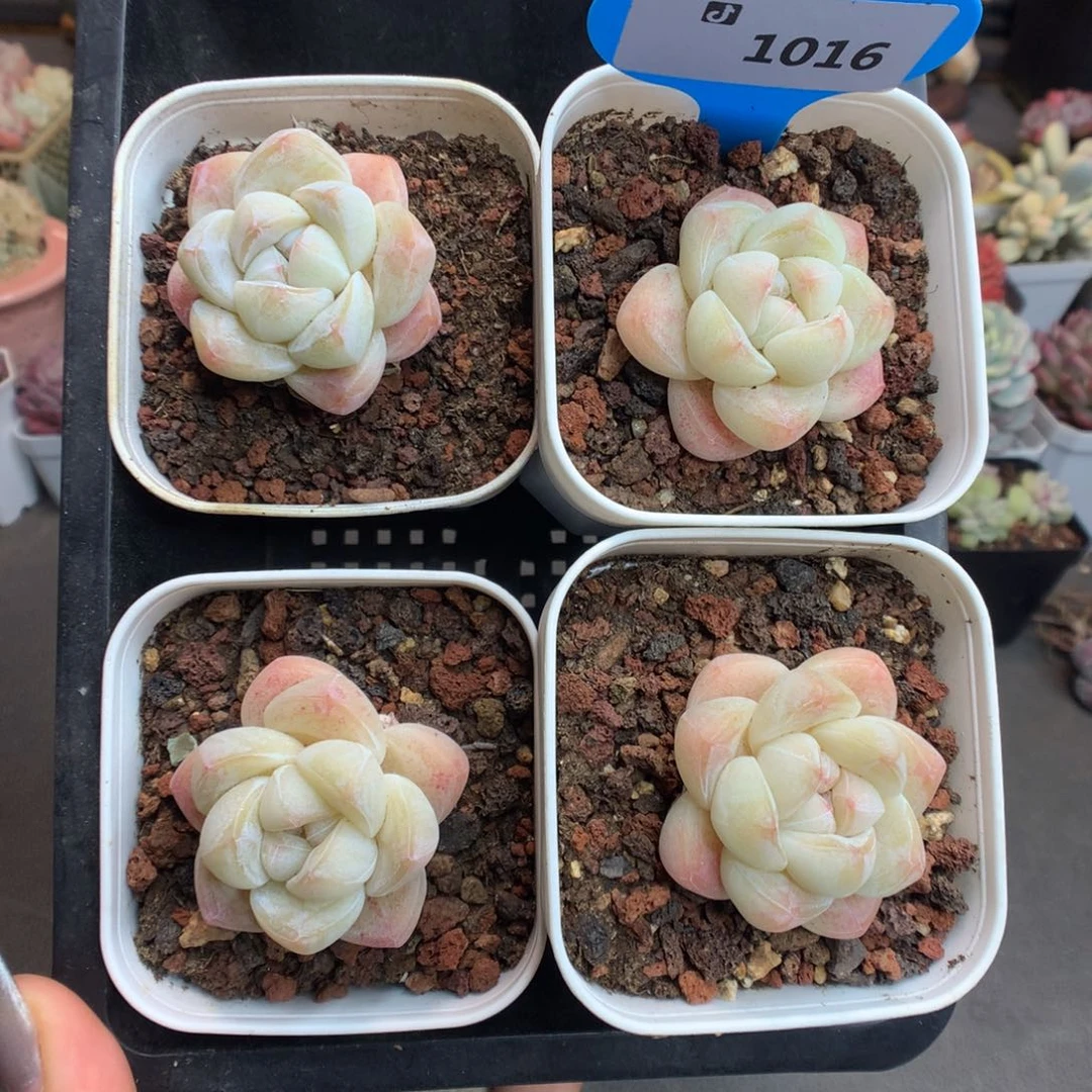 1016四颗冰玉多肉鸿运当头