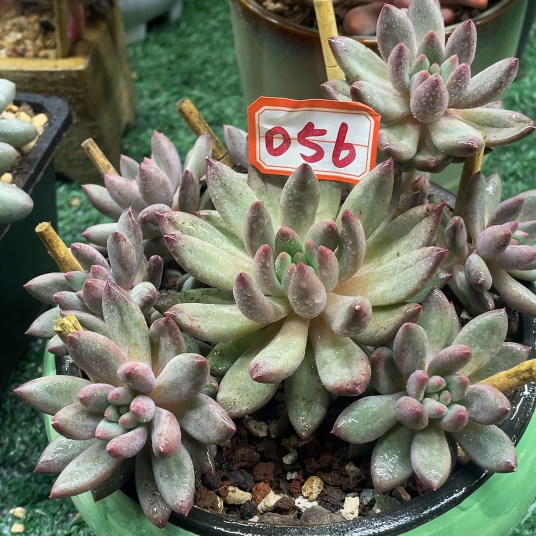 056一物一拍一拍一拍