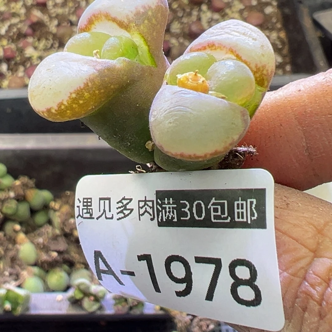 多肉植物111111111111111