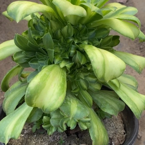 108七彩琉璃砍过满25包邮多肉