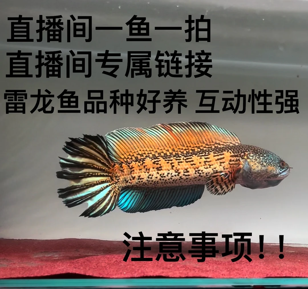 眼镜蛇雷龙鱼冷水淡水观赏鱼凶猛好养活体