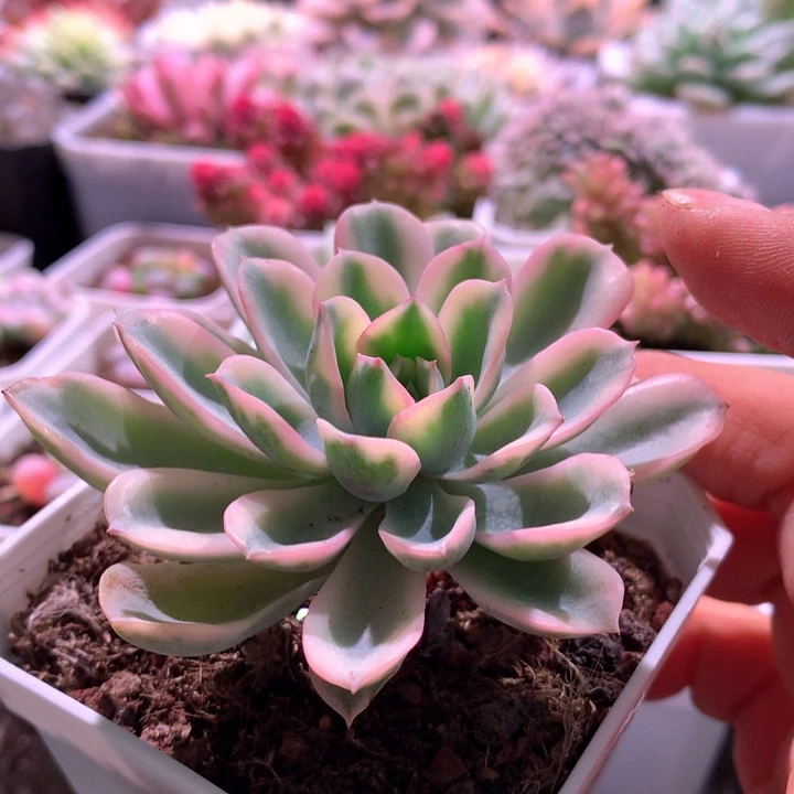 泪无痕覆轮锦有根