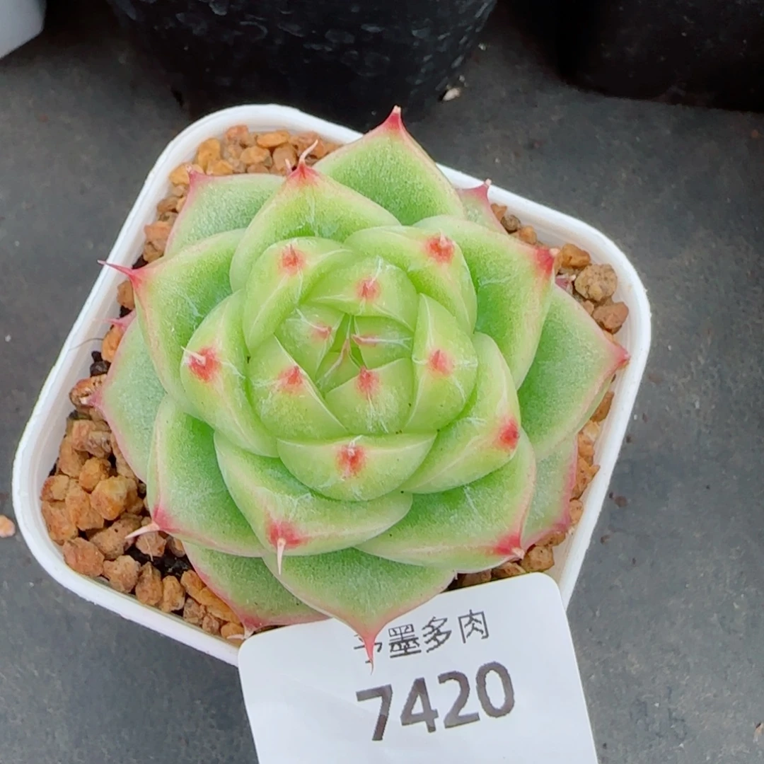 奶油，7420多肉植物