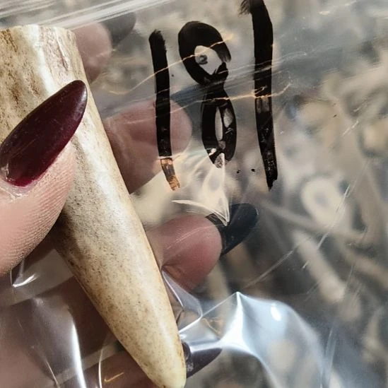 用***7鹿角鹿角鹿角鹿角鹿角鹿角