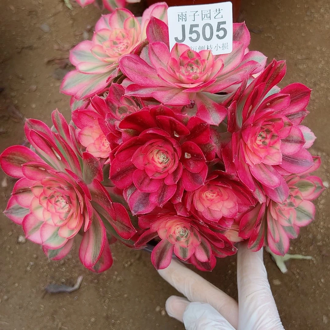 505倾城尺寸18左右