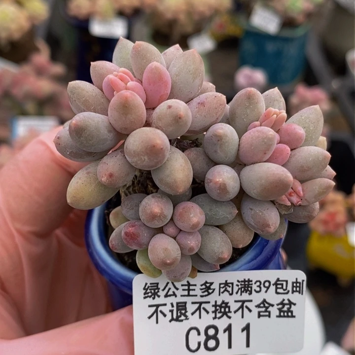 婴儿手指4cm811多肉植物