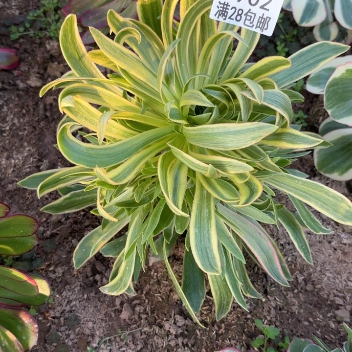 O.  6902虞姬多肉