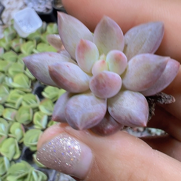 小苗红蜻蜓5个19包邮