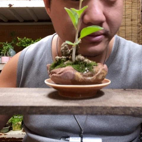 红陶一**?一物一拍所见即所得105