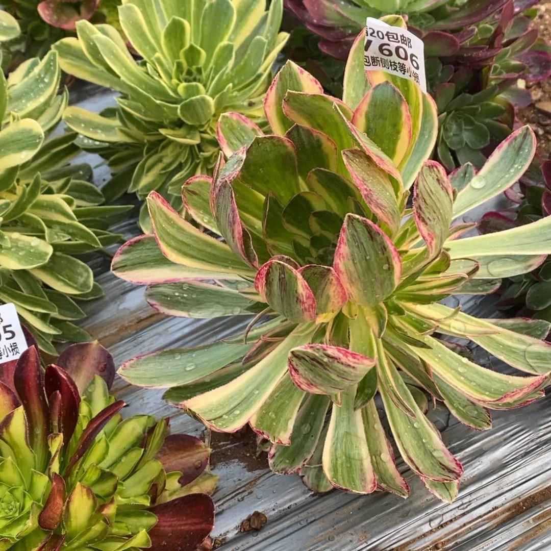 V锦锦多肉法师锦