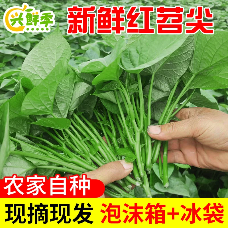现摘红苕尖四川农家自种红薯叶新鲜蔬菜地瓜叶炒菜食用嫩尖番薯叶