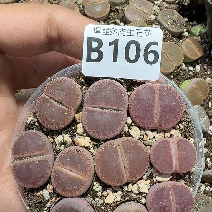 106多肉植物多肉植物