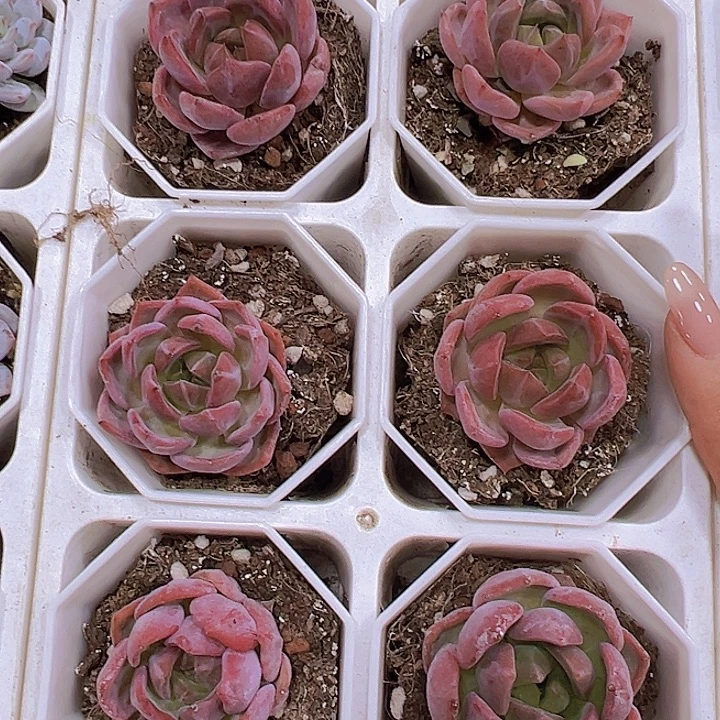 优先夜魔侠19包邮多肉